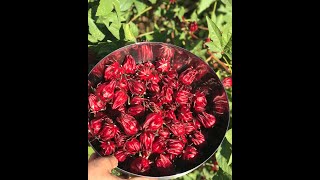 Harvesting and Storing Roselle Hibiscus Calyces [upl. by Sheilah]