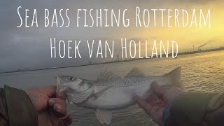 Levrek Avı  Sea Bass fishing Hoek van Holland Rotterdam  Zeebaars vissen Hoek van Holland [upl. by Milks]