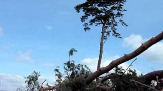 Lone pine tree symbol of hope in Japan tsunami city [upl. by Siriso]