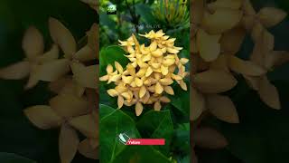 Yellow Ixora Flowers  nature trending flowers trending foryou shorts shortvideo ixora [upl. by Norabel]