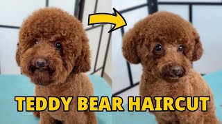 Teddy Bear Haircut  Toy Poodle [upl. by Leler]