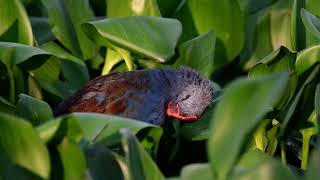 Philippine Swamphen [upl. by Yziar547]