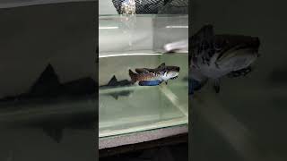 Feeding my Channa Ornatipinnis snakehead Ornatipinnis shorts [upl. by Muscolo]