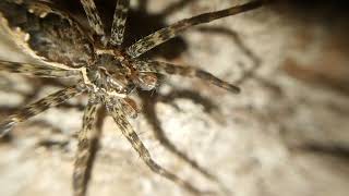 Dolomedes scriptus [upl. by Lyell]