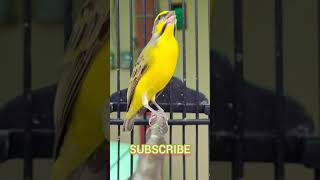 yellow fronted canary bird with melodious voice [upl. by Haianeb892]