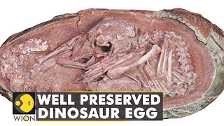 Perfectly preserved dinosaur egg discovered in China  Animals  Species  Latest News  WION [upl. by Aicelet]