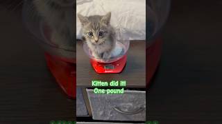 Kitten grow kittenslovers kittten fosteringsaveslives [upl. by Atinrahc54]