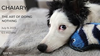 Mexico City Border Collie puppy raising diary mat work at a coffee shop [upl. by Niamor]