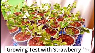 Led Grow Light for Strawberry [upl. by Emrich]