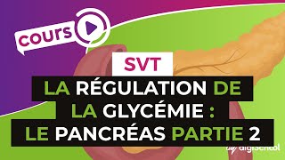 SVT BAC S  La régulation de la glycémie  le pancréas PARTIE 2 [upl. by Lairbag]