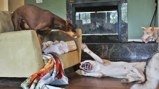 Dogo Argentino Learning to Play with Doberman Pinscher Teachers [upl. by Oinegue]