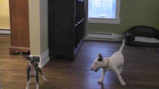 Mini Bull Terrier amp Italian Greyhound Puppies playing together [upl. by Isaac]