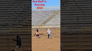 Red Bluff Jr Roundup September 2024 Covered my critter got 3rd in the average [upl. by Idnem]