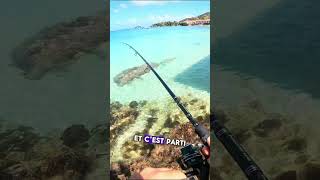 qui veut du poisson  chassesousmarine spearfishing shortswithzita pêche catchandcook catch [upl. by Dietrich]