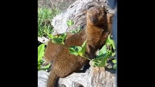 Dwarf Mongooses mooching around at ol Donyo [upl. by Anirak]