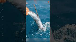 Catching Big Wahoo Fish Using Fishing Lure as Bait fishing fishingvideo seafishing [upl. by Aicnorev]