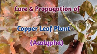 Care and Propagation of Copper Leaf plantAcalypha Khalifa plant Red leaf Ornamental plant [upl. by Assirahc822]