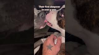 Staffy Sleepover party sleepover staffy doglover blue ozzy [upl. by Nove]