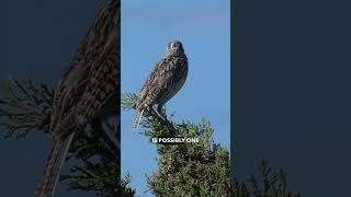 Western Meadowlark Facts and Song [upl. by Vedis785]