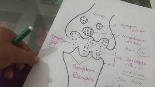 Easy way to learn Steps of Neurohumoral transmission bpharmacy dpharmacy onlineclasses gpat [upl. by Goodson]