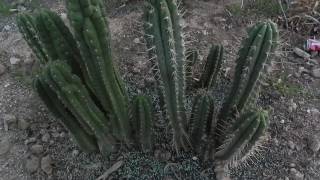 TRICHOCEREUS CACTUS MIX FROM SOUTH AMERICA BRIDGESII PERUVIAN TORCH SAN PEDRO [upl. by Longmire]