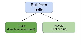 Anatomy of flowering plants  Bulliform cells  Monocot plants  expose leaf lamina by turgidity [upl. by Ynahpets546]