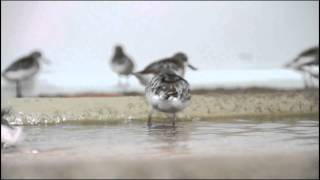 WWT Spoonbilled Sandpipers [upl. by Nevur]