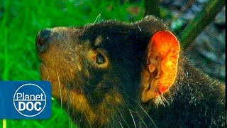 Tasmanian Devil  Tasmania Island [upl. by Taryne]