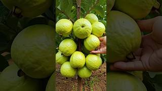 🌴🌴How to grow guava tree great way to propagate guava tree by air layering using a carrotshots [upl. by Mahoney]