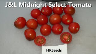 ⟹ JampL Midnight Select Tomato  Solanum lycopersicum  Tomato Review 2023 [upl. by Mainis249]