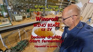 WINOROŚL  WINO BIAŁE cz IV Dodanie drożdży i start fermentacji  Winnica Cisowa 2024 10 01 [upl. by Schlicher]