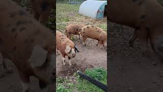 send to someone who loves piggys 😍😍😍😍 fypシ゚viral zoo piggy pig youtube [upl. by Thorwald400]