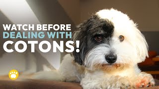 Coton de Tulear History Temperament Health amp Grooming [upl. by Myrlene]