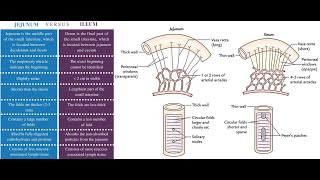 Microscopic difference between The jejunum and the Ileum [upl. by Ahsienauq]