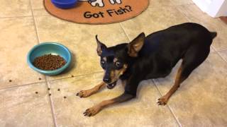 How a miniature pinscher eats [upl. by Yren730]