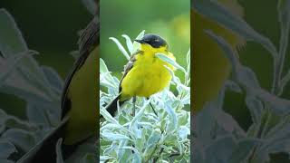 Eastern Yellow Wagtails Piercing Call  Bird Sounds shorts [upl. by Henri]