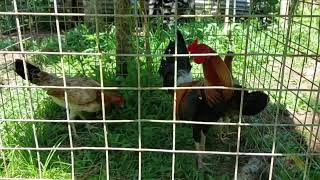 Gamefowl backyard setup and breeders  manukan compilation [upl. by Horodko921]