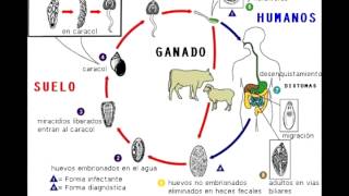 Micro Biologia  Trematodes  Generalidades y Ciclos [upl. by Irrem]