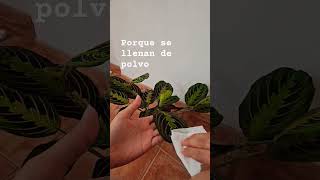 Maranta Leuconeura tricolor plantasdeinterior asmr [upl. by Anika]