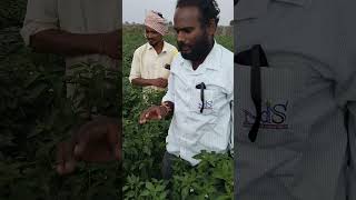 navadhanya hybrid seeds company vari new op variety shivangi12112024 field on rentachintala [upl. by Sanbo31]