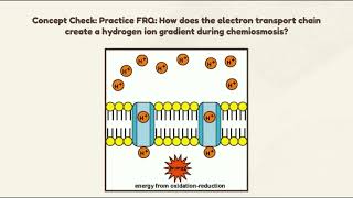 AP Bio Respiration Project ETCChemiosmosis [upl. by Kumler]