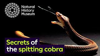 Spitting cobras the peculiar evolution of defensive venom in snakes [upl. by Harle]