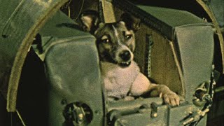 Laika the dog first entered orbit 60 years ago [upl. by Zohara]