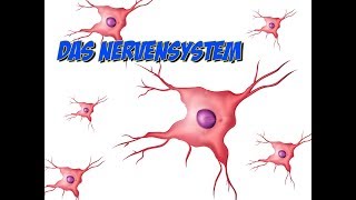 ZENTRALES UND PERIPHERES NERVENSYSTEM  Biologie  Biologie des Menschen Mittelstufe [upl. by Yalhsa]