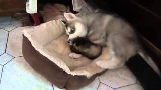 Un chiot husky samuse avec un furet [upl. by Findley]