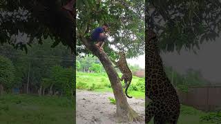 cheeta tiger attack on the tree vfx videos virals 4 wildlife shorts treanding vfx tiger [upl. by Otir]