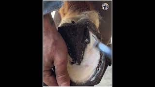 Hoof Trimming Precision The Perfect Technique equinehealth horse horsecare satisfying wood [upl. by Pearlman]