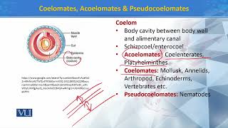 Coelomates Acoelomates amp Pseudocoelomates  Principles of Systematics  ZOO511TTopic196 [upl. by Hallette353]