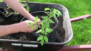 How to Grow Tomatoes In Containers  Complete Growing Guide [upl. by Aninad713]