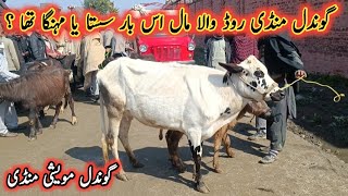 Low Prices Cows And Buffalo Calves On Gondal Mandi Road  My Life Channel [upl. by Mines]